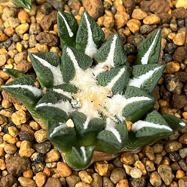 サボテン:アリオカルプス 黒牡丹 3.5号鉢植え26-02