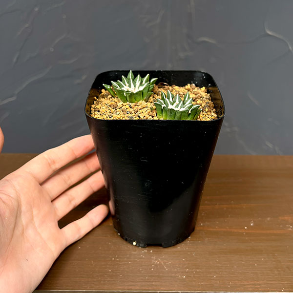 サボテン:アリオカルプス 黒牡丹 3.5号鉢植え26-02
