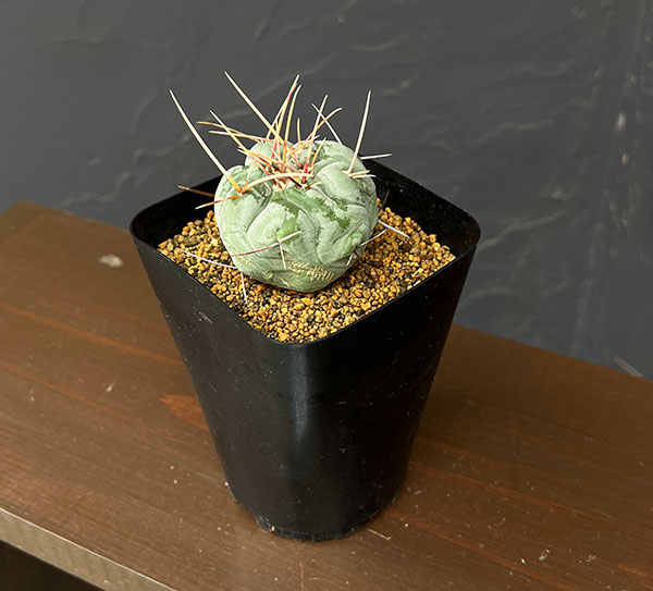 サボテン:テロカクタス 天晃 3.5号
