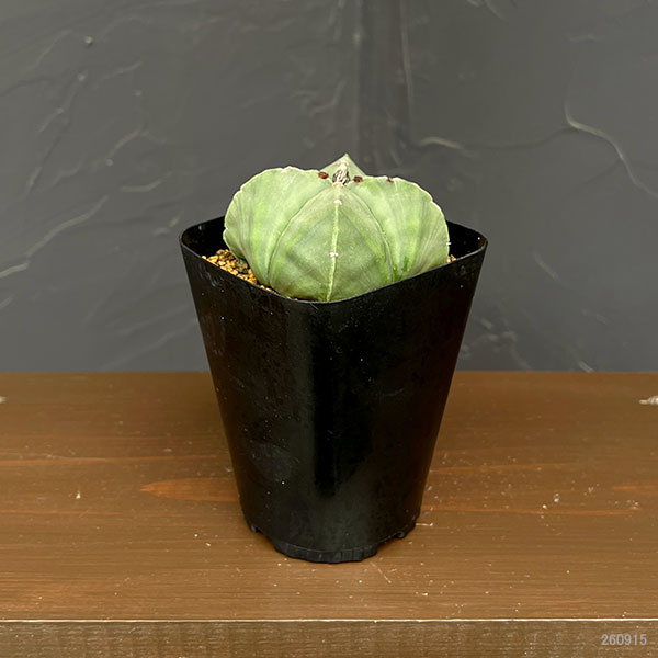 アストロフィツム：四角ヘキラン 3.5号鉢植え