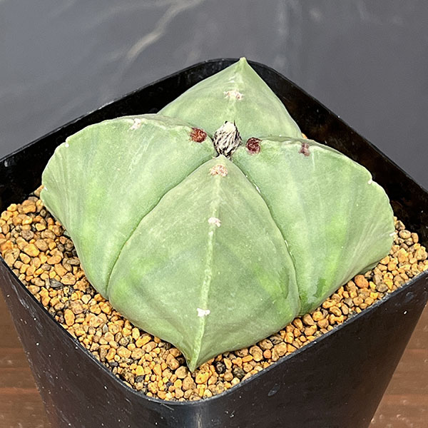 アストロフィツム：四角ヘキラン 3.5号鉢植え