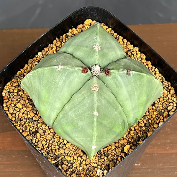 アストロフィツム：四角ヘキラン 3.5号鉢植え