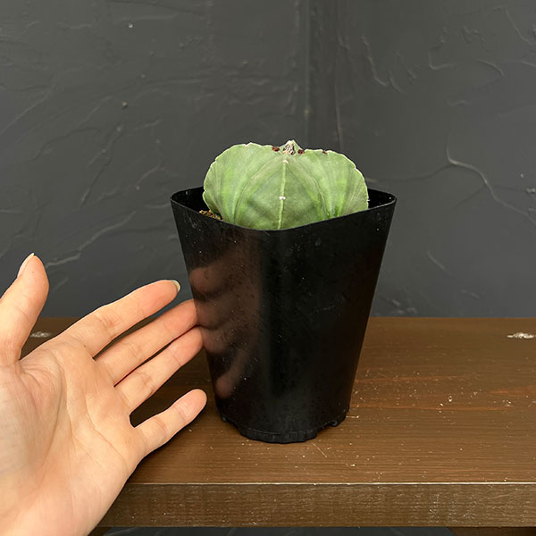 アストロフィツム：四角ヘキラン 3.5号鉢植え