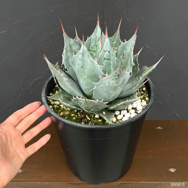 アガベ :パラサナ 7号鉢植え