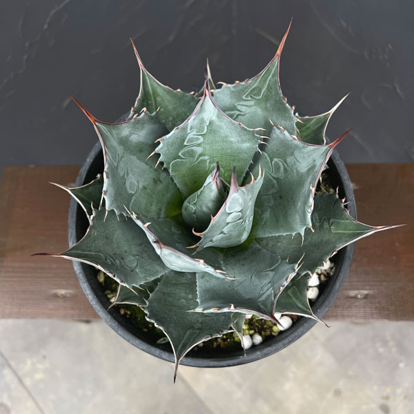 アガベ :パラサナ 7号鉢植え