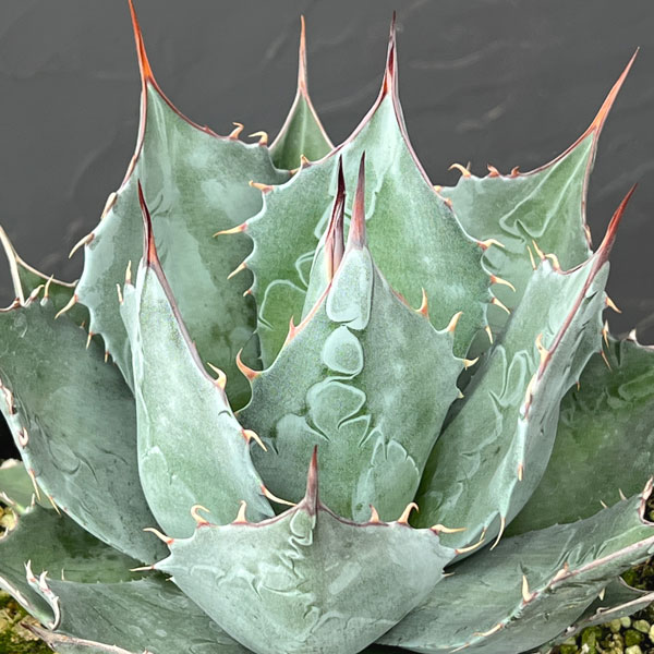 アガベ :パラサナ 7号鉢植え