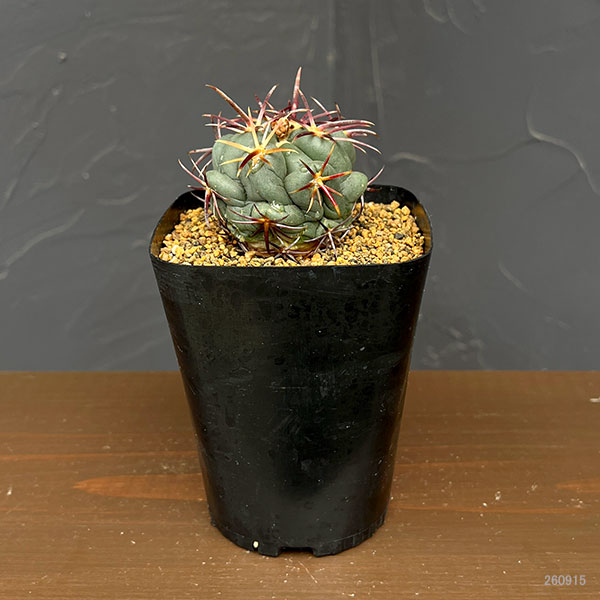 サボテン:テロカクタス 紅鷹 3.5号鉢植え