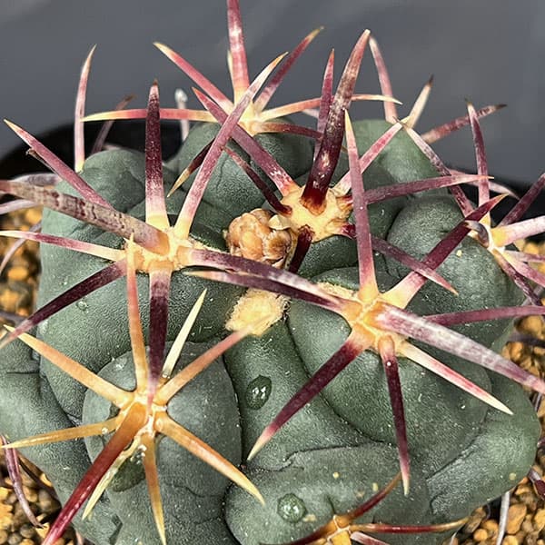 サボテン:テロカクタス 紅鷹 3.5号鉢植え