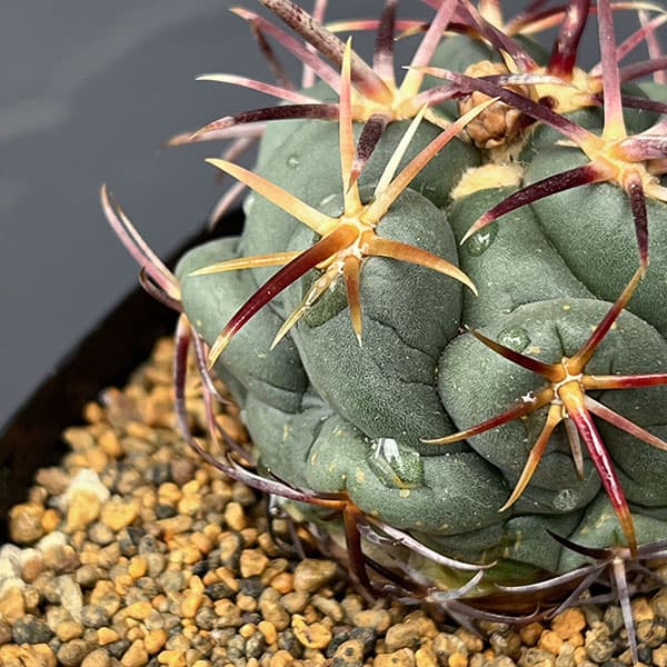 サボテン:テロカクタス 紅鷹 3.5号鉢植え