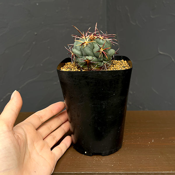 サボテン:テロカクタス 紅鷹 3.5号鉢植え