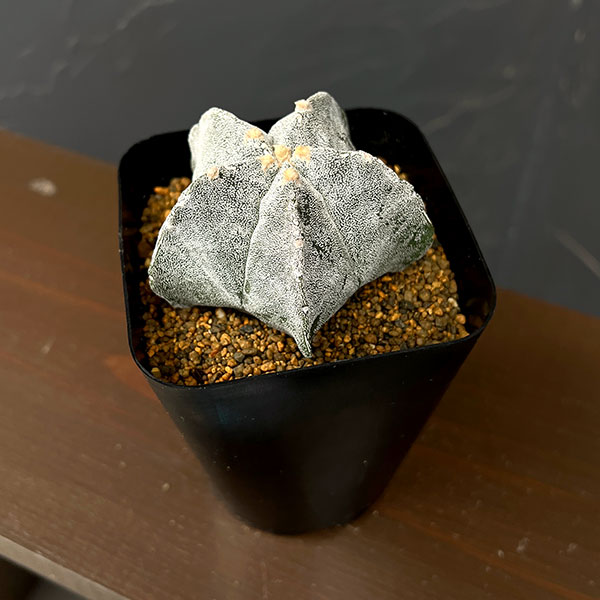サボテン:鸞鳳玉 ストロンギロゴナム 3.5号