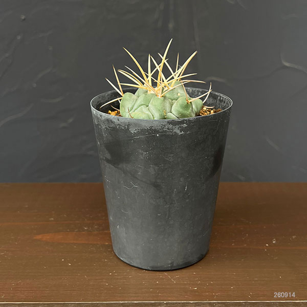 サボテン:テロカクタス 鶴武者 3.5号鉢植え