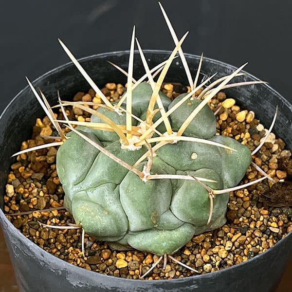 サボテン:テロカクタス 鶴武者 3.5号鉢植え