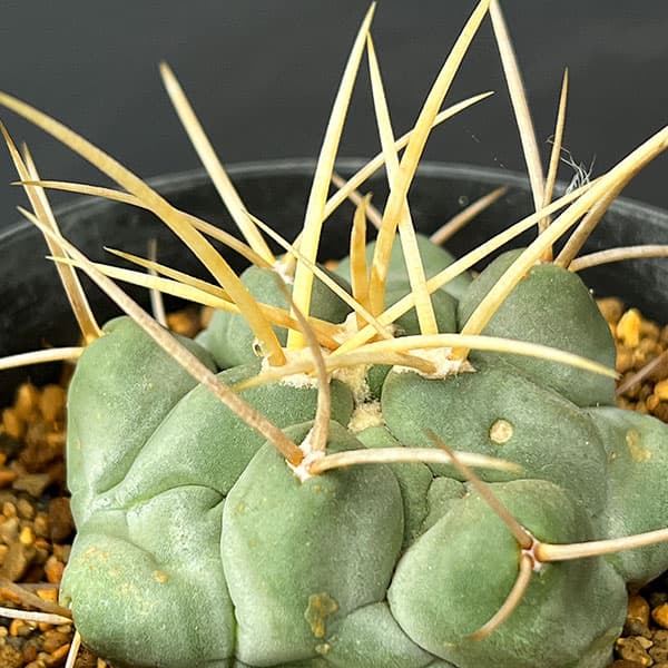 サボテン:テロカクタス 鶴武者 3.5号鉢植え