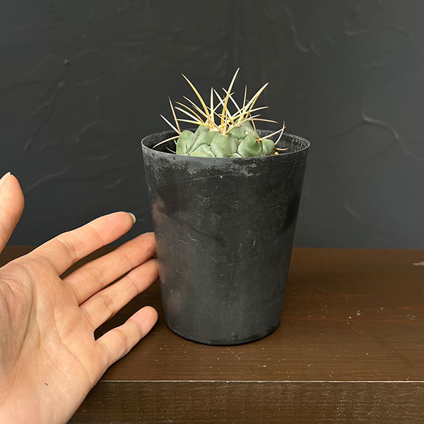 サボテン:テロカクタス 鶴武者 3.5号鉢植え