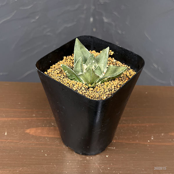 サボテン:アリオカルプス姫疣三角牡丹 3.5号鉢植え