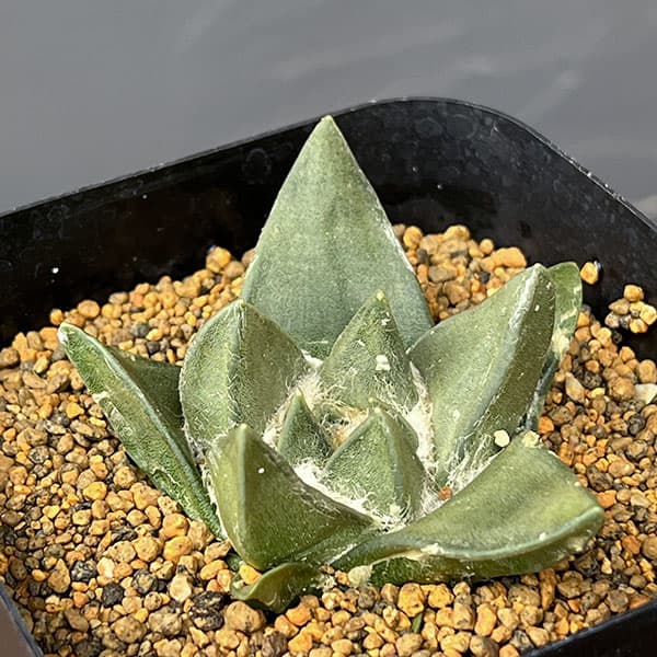 サボテン:アリオカルプス姫疣三角牡丹 3.5号鉢植え