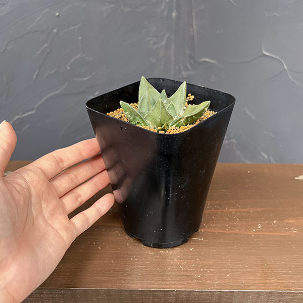 サボテン:アリオカルプス姫疣三角牡丹 3.5号鉢植え