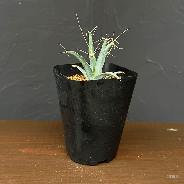 レウテンベルギア:晃山 3.5号鉢植え