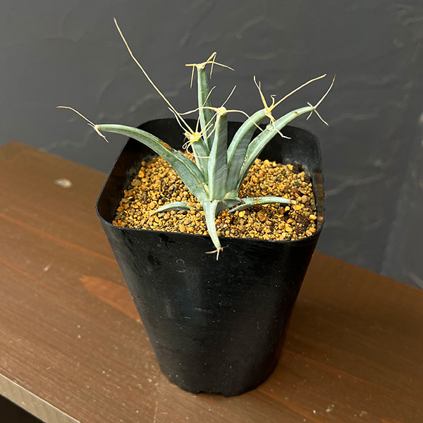 レウテンベルギア:晃山 3.5号鉢植え
