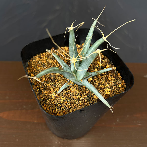 レウテンベルギア:晃山 3.5号鉢植え