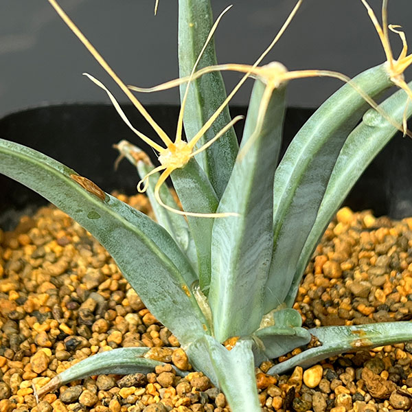 レウテンベルギア:晃山 3.5号鉢植え