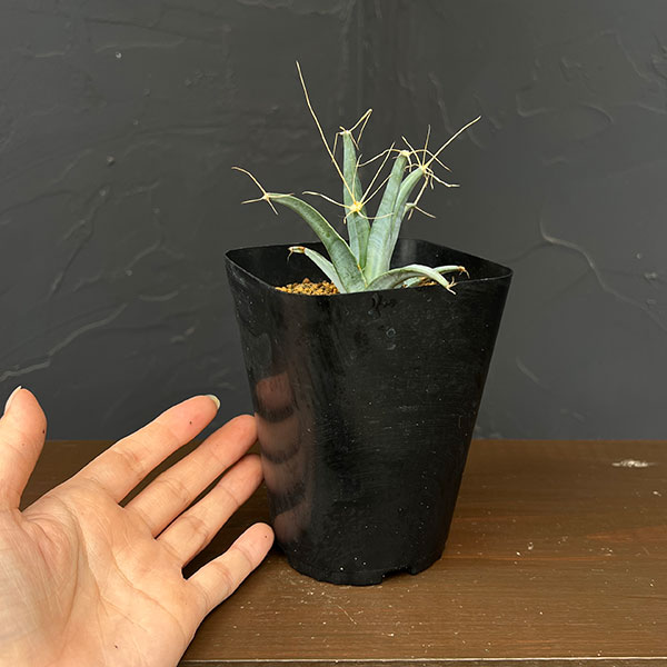 レウテンベルギア:晃山 3.5号鉢植え