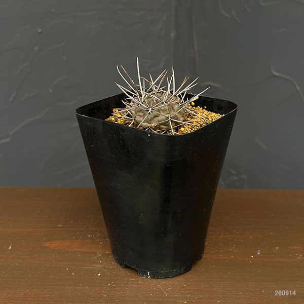 ギムノカリキウム:大型鬼胆丸(キタンマル)3.5号鉢植え