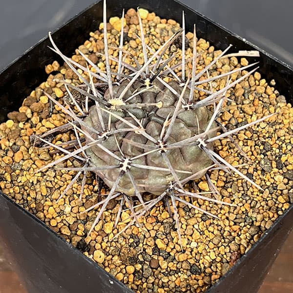 ギムノカリキウム:大型鬼胆丸(キタンマル)3.5号鉢植え
