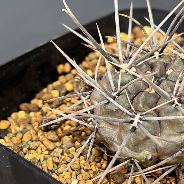 ギムノカリキウム:大型鬼胆丸(キタンマル)3.5号鉢植え