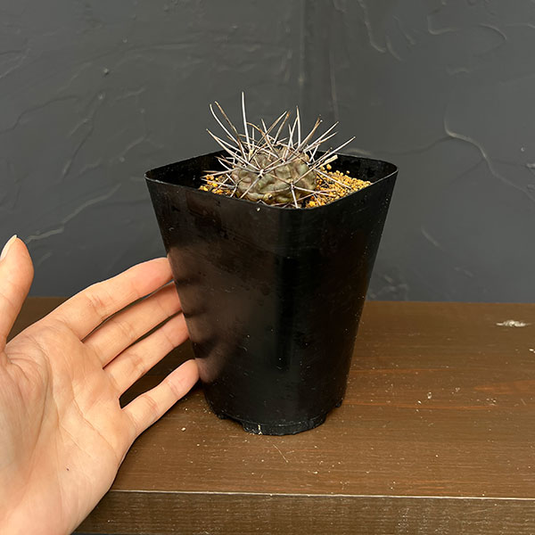 ギムノカリキウム:大型鬼胆丸(キタンマル)3.5号鉢植え