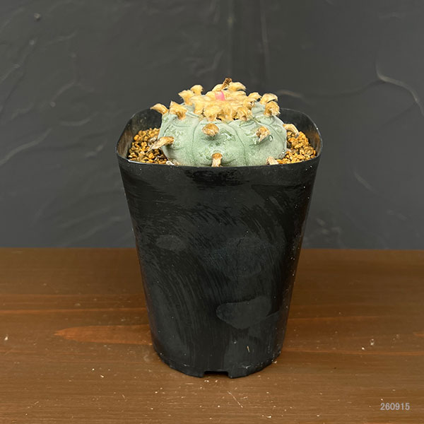 サボテン:ロフォフォラ 鳥羽玉 3.5号鉢植え