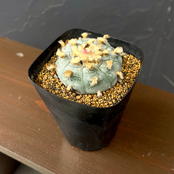サボテン:ロフォフォラ 鳥羽玉 3.5号鉢植え