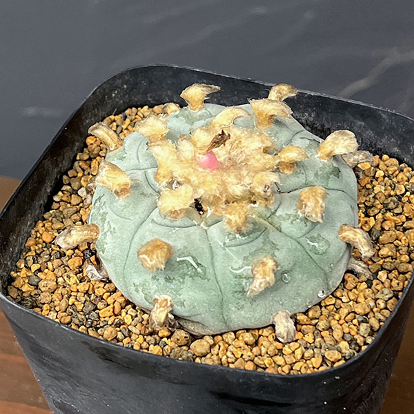 サボテン:ロフォフォラ 鳥羽玉 3.5号鉢植え