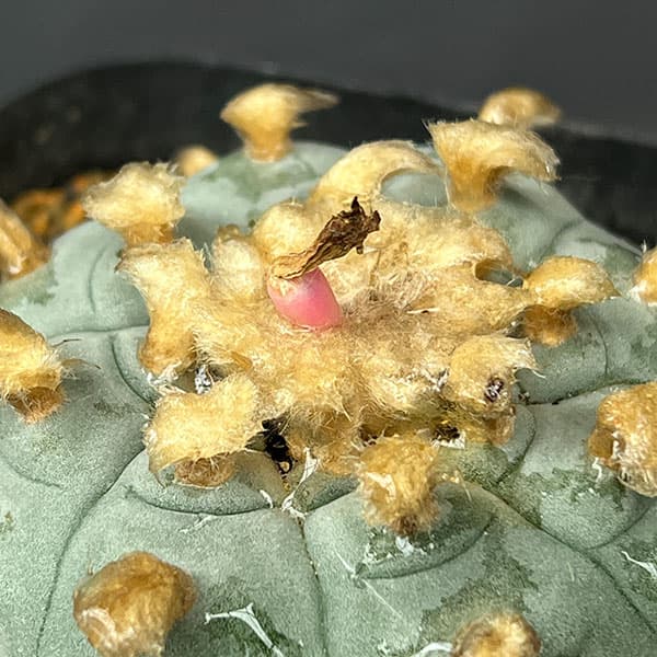サボテン:ロフォフォラ 鳥羽玉 3.5号鉢植え