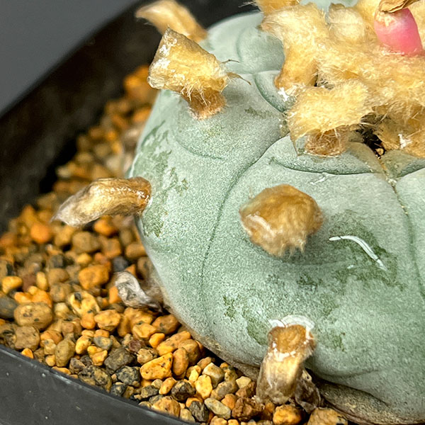 サボテン:ロフォフォラ 鳥羽玉 3.5号鉢植え