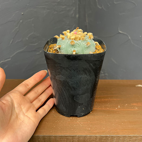 サボテン:ロフォフォラ 鳥羽玉 3.5号鉢植え