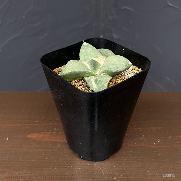 サボテン:アリオカルプス花牡丹 3.5号鉢植え