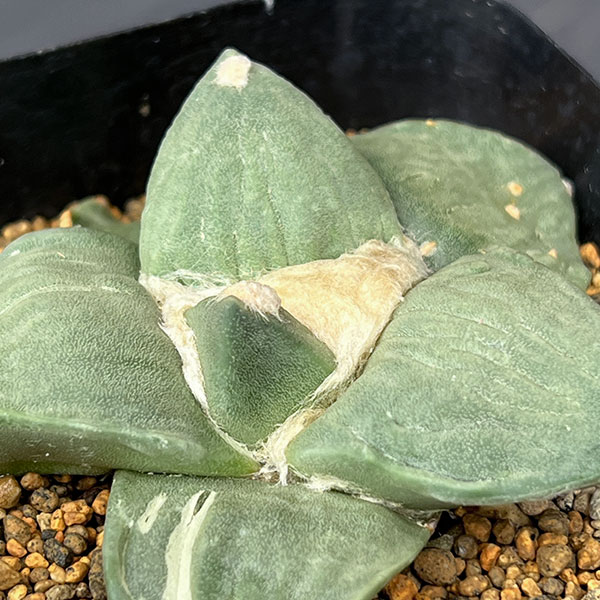 サボテン:アリオカルプス花牡丹 3.5号鉢植え