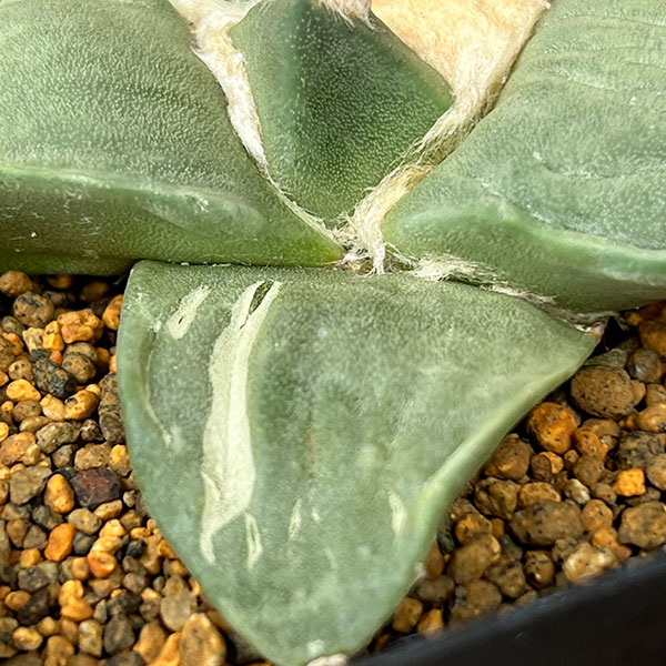 サボテン:アリオカルプス花牡丹 3.5号鉢植え