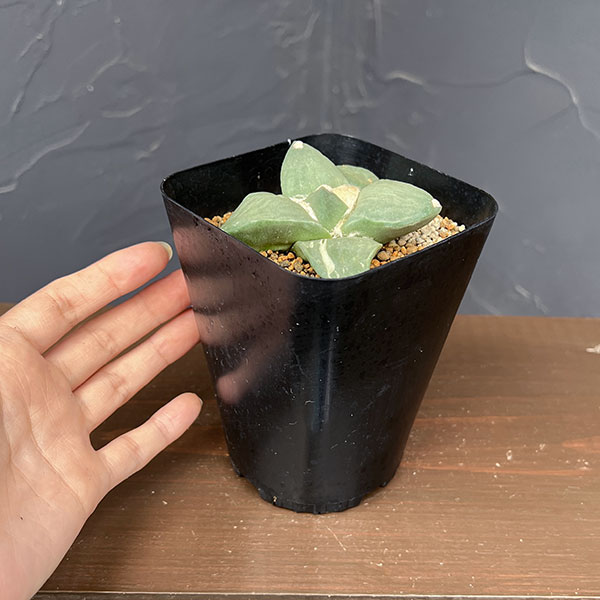 サボテン:アリオカルプス花牡丹 3.5号鉢植え