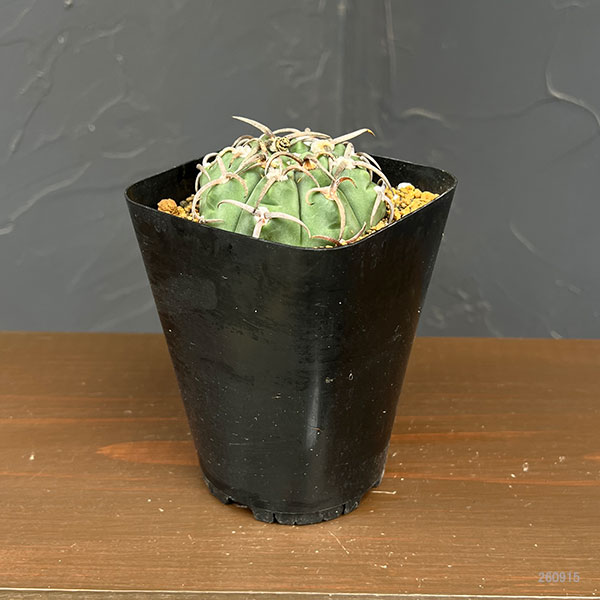 ギムノカリキウム:スーパーバッテリー 3.5号鉢植え