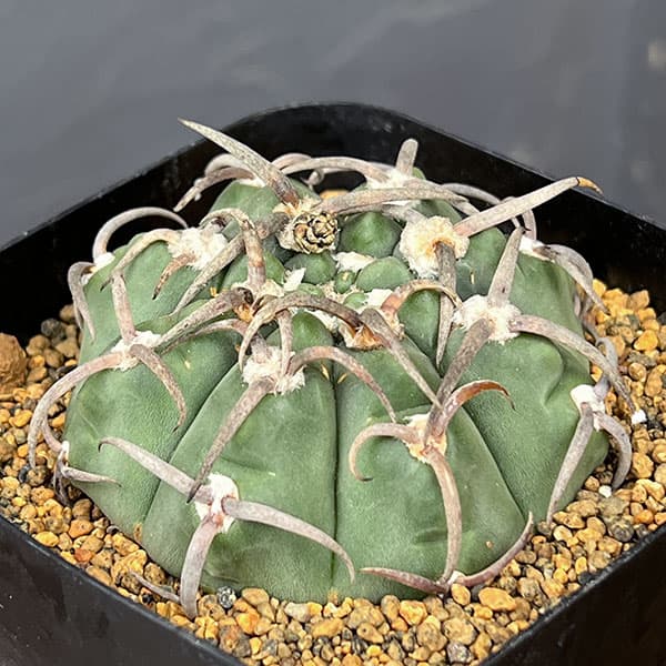 ギムノカリキウム:スーパーバッテリー 3.5号鉢植え