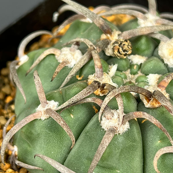 ギムノカリキウム:スーパーバッテリー 3.5号鉢植え