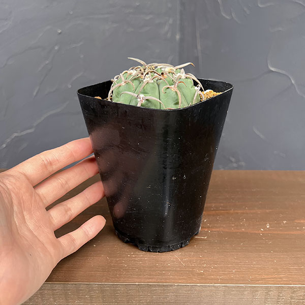 ギムノカリキウム:スーパーバッテリー 3.5号鉢植え