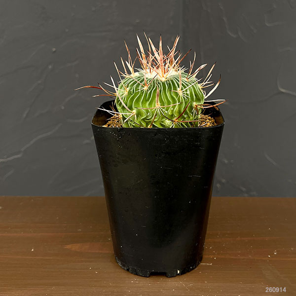 サボテン:ステノカクタス 千波万波(センパバンパ) 3.5号鉢植え