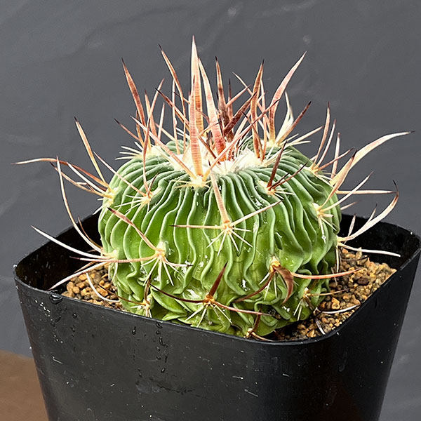 サボテン:ステノカクタス 千波万波(センパバンパ) 3.5号鉢植え