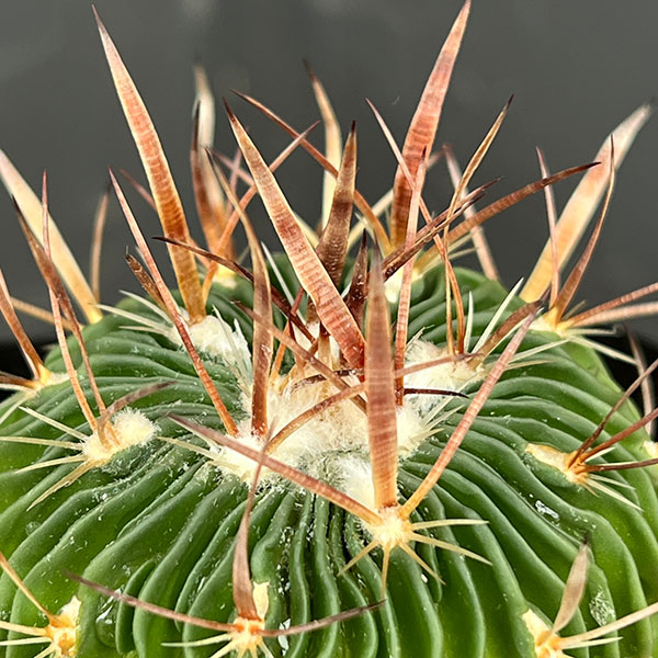 サボテン:ステノカクタス 千波万波(センパバンパ) 3.5号鉢植え