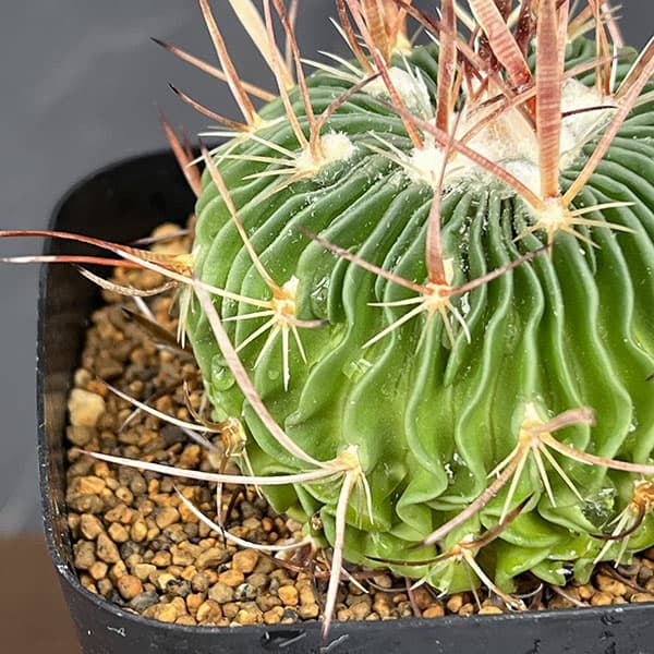 サボテン:ステノカクタス 千波万波(センパバンパ) 3.5号鉢植え