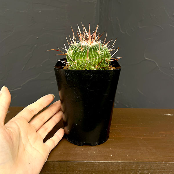 サボテン:ステノカクタス 千波万波(センパバンパ) 3.5号鉢植え